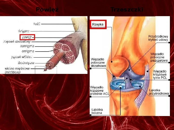Mięśnie - narządu ruchu czynnego - Slide 20