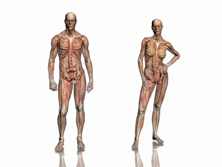 Mięśnie - narządu ruchu czynnego - Slide 3