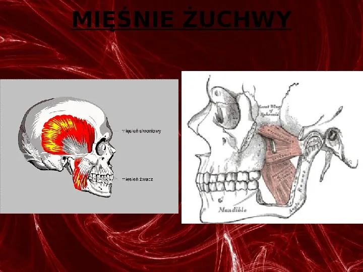 Mięśnie - narządu ruchu czynnego - Slide 32