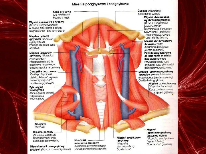 Mięśnie - narządu ruchu czynnego - Slide 37