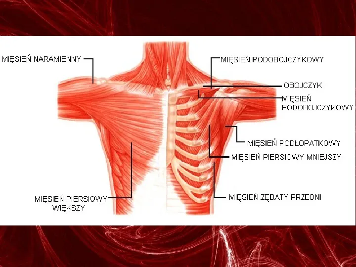 Mięśnie - narządu ruchu czynnego - Slide 48