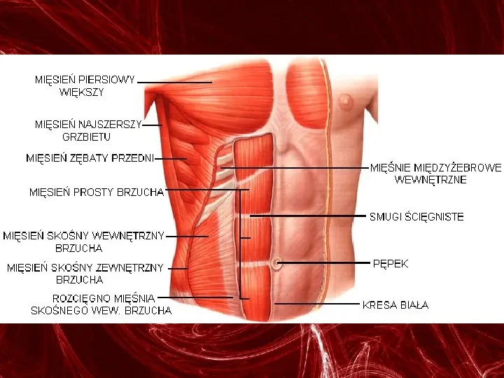 Mięśnie - narządu ruchu czynnego - Slide 55