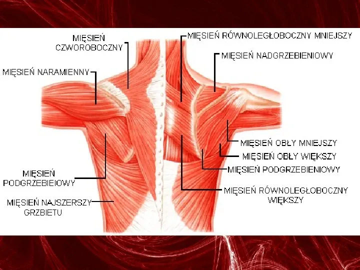 Mięśnie - narządu ruchu czynnego - Slide 60