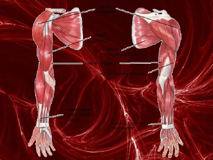Mięśnie - narządu ruchu czynnego - Slide 62