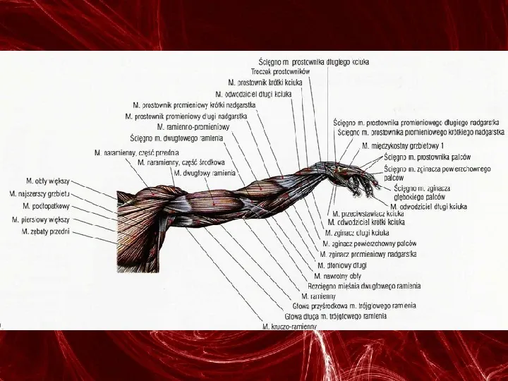 Mięśnie - narządu ruchu czynnego - Slide 72