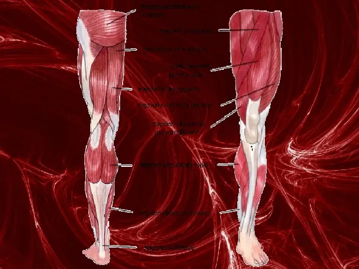 Mięśnie - narządu ruchu czynnego - Slide 82