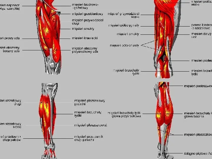 Mięśnie - narządu ruchu czynnego - Slide 83