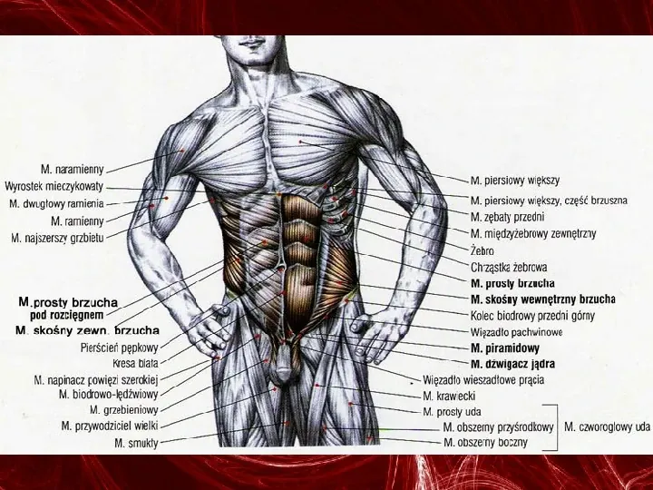 Mięśnie - narządu ruchu czynnego - Slide 86