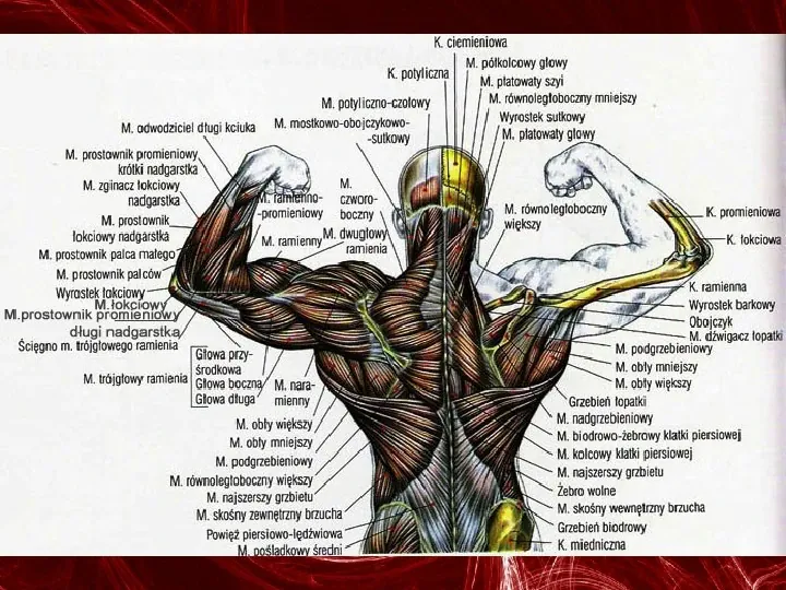 Mięśnie - narządu ruchu czynnego - Slide 88