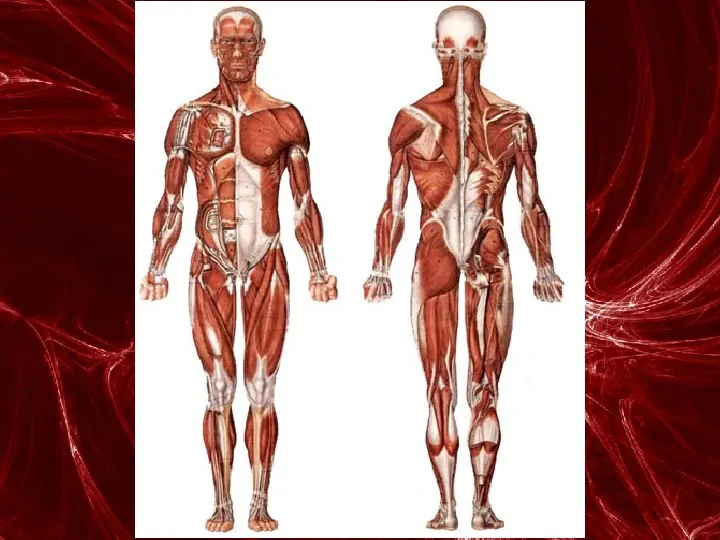 Mięśnie - narządu ruchu czynnego - Slide 90