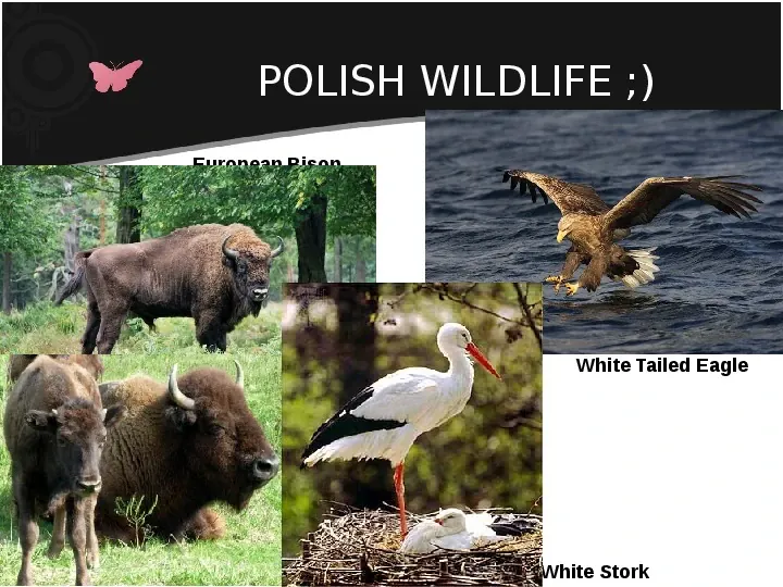 Poland - My country - Slide 11