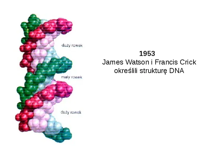 DNA - Slide 12