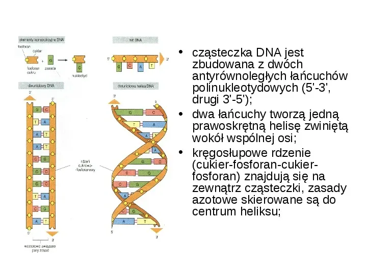 DNA - Slide 34