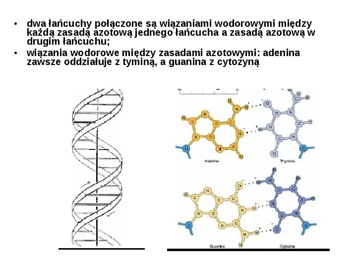 DNA - Slide 36