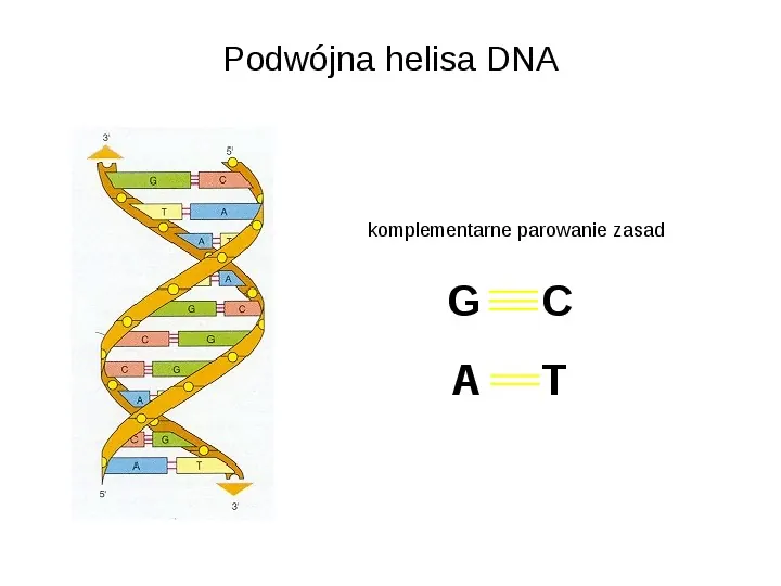 DNA - Slide 38