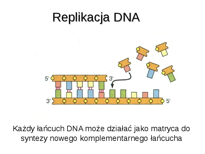 DNA - Slide 42