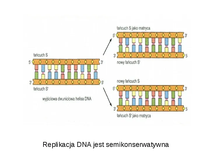 DNA - Slide 44