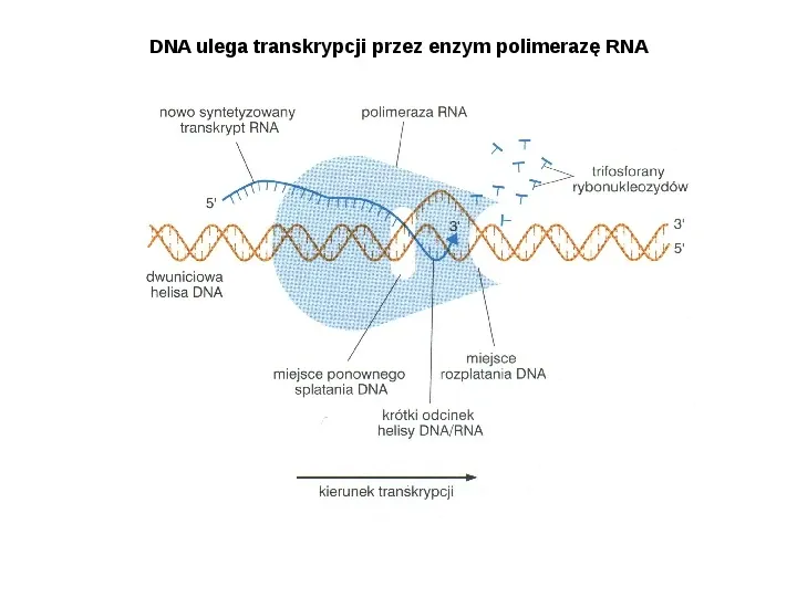 DNA - Slide 64