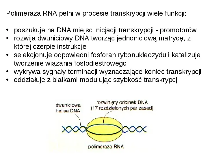 DNA - Slide 65