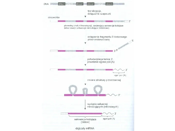 DNA - Slide 70