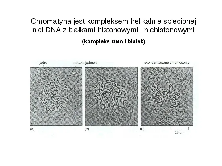 DNA - Slide 8