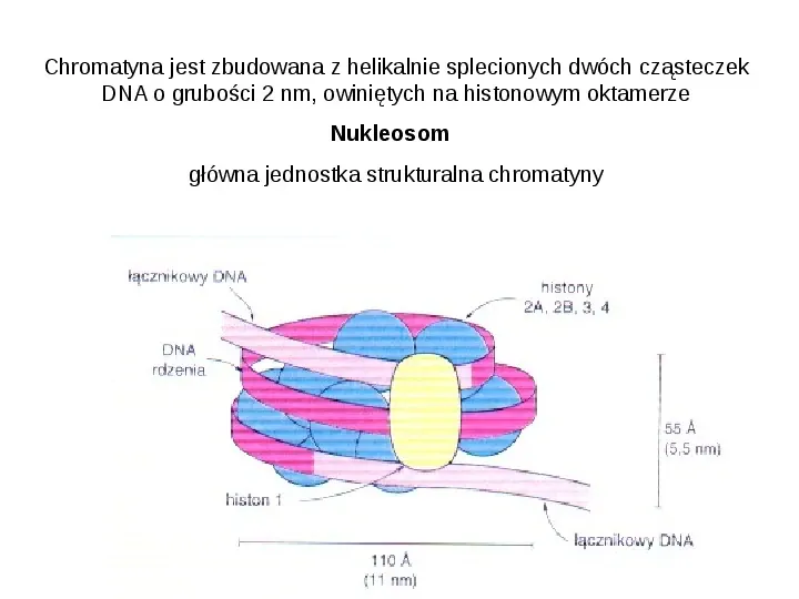 DNA - Slide 9