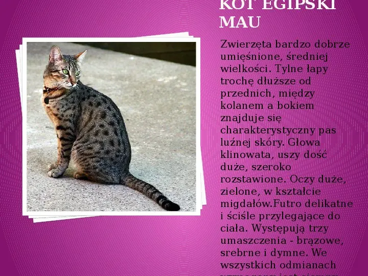 Kilka najpopularniejszych ras kotów - Slide 12