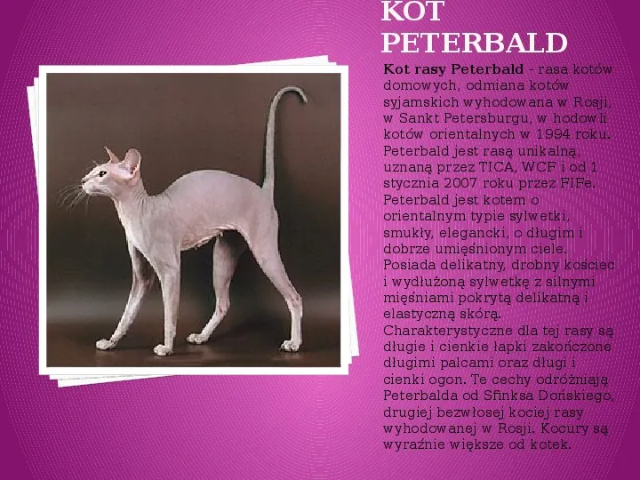 Kilka najpopularniejszych ras kotów - Slide 29