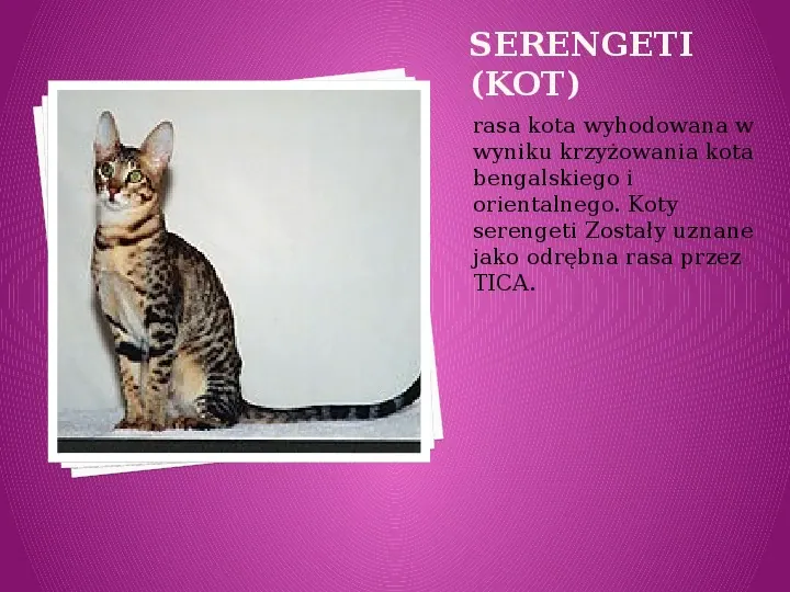 Kilka najpopularniejszych ras kotów - Slide 37