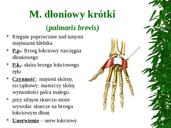 Mięśnie ręki - Slide 11