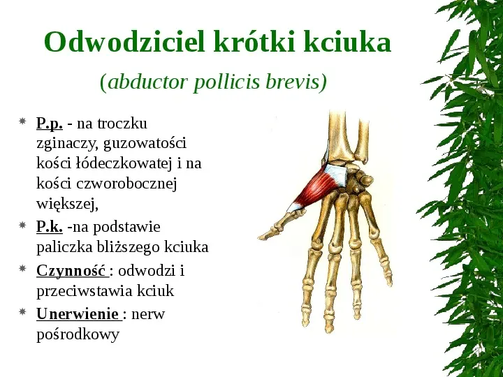 Mięśnie ręki - Slide 7