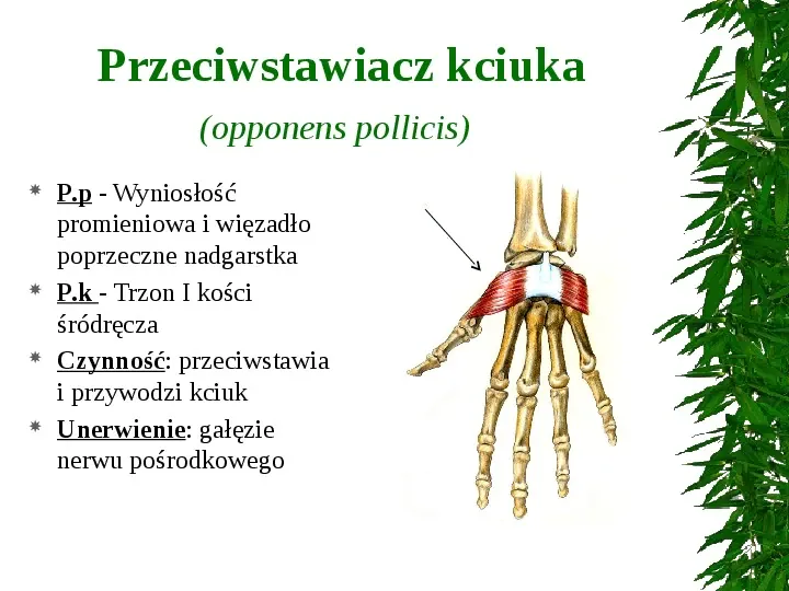 Mięśnie ręki - Slide 8