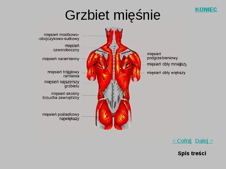 Mięśnie szkieletowe człowieka - Slide 10