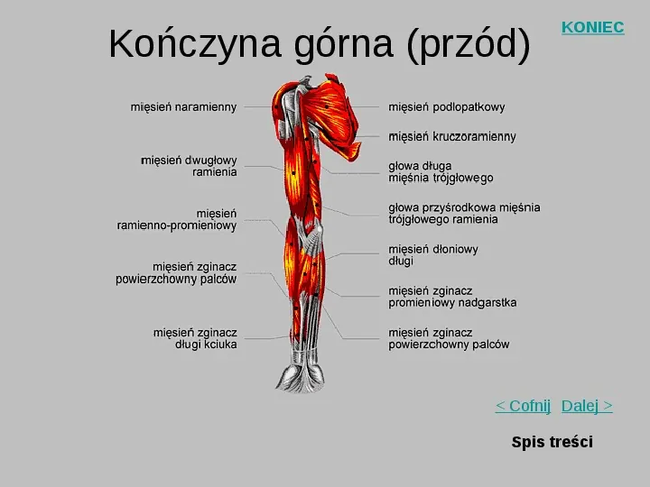 Mięśnie szkieletowe człowieka - Slide 11