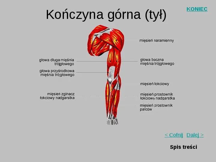 Mięśnie szkieletowe człowieka - Slide 12