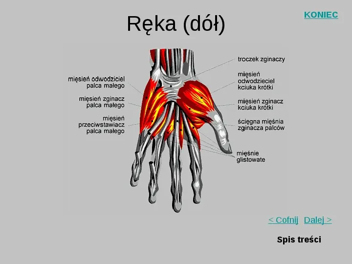 Mięśnie szkieletowe człowieka - Slide 13