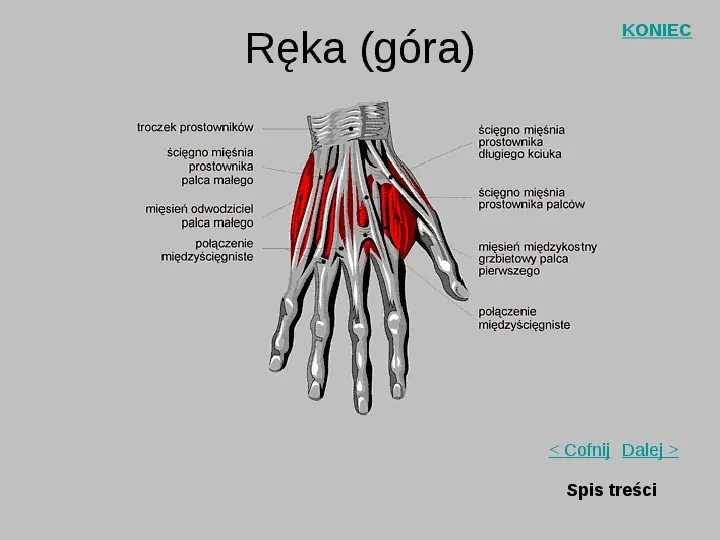 Mięśnie szkieletowe człowieka - Slide 14