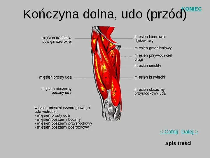 Mięśnie szkieletowe człowieka - Slide 15