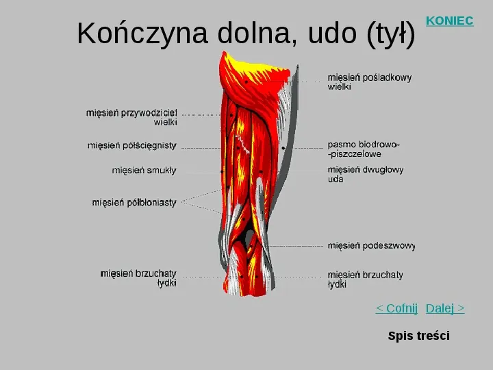 Mięśnie szkieletowe człowieka - Slide 16