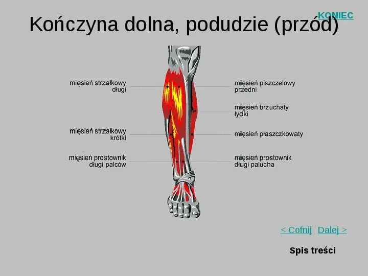 Mięśnie szkieletowe człowieka - Slide 17