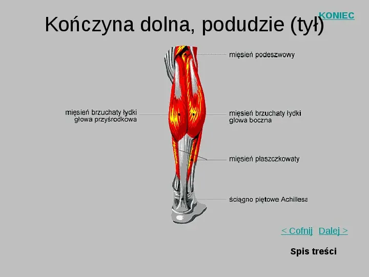 Mięśnie szkieletowe człowieka - Slide 18