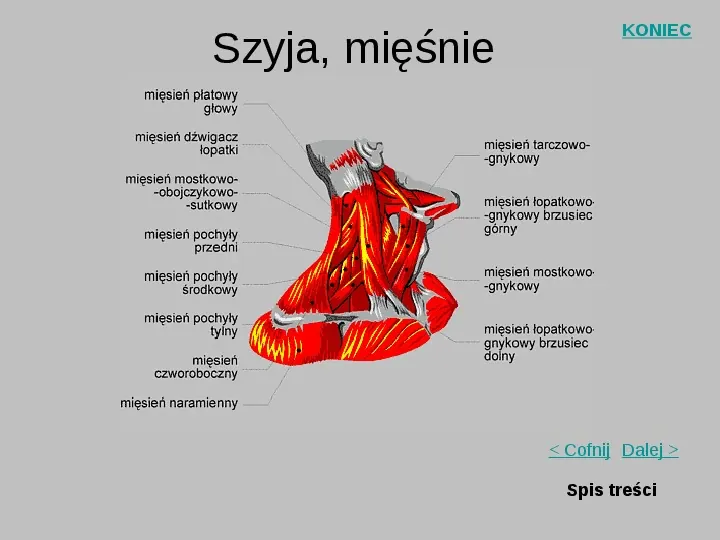 Mięśnie szkieletowe człowieka - Slide 19