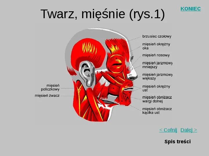 Mięśnie szkieletowe człowieka - Slide 20