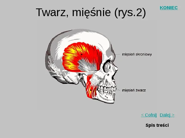 Mięśnie szkieletowe człowieka - Slide 21