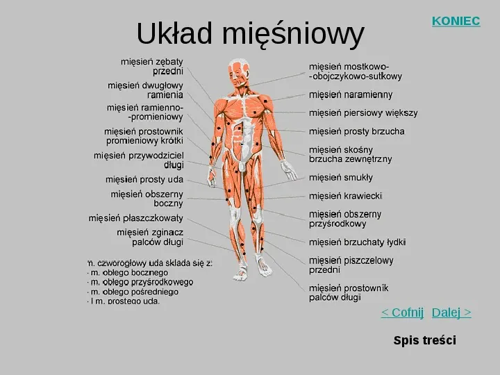 Mięśnie szkieletowe człowieka - Slide 8