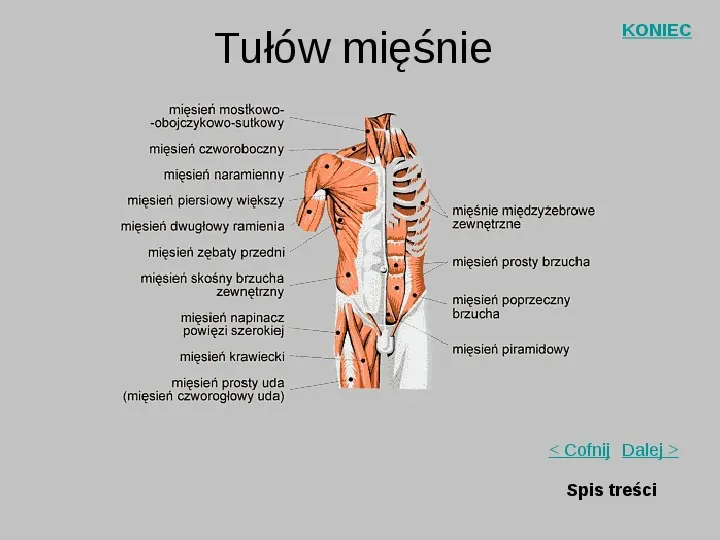 Mięśnie szkieletowe człowieka - Slide 9