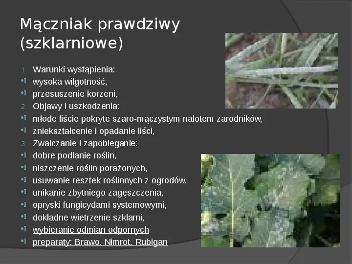 Choroby roślin warzywnych - Slide 21