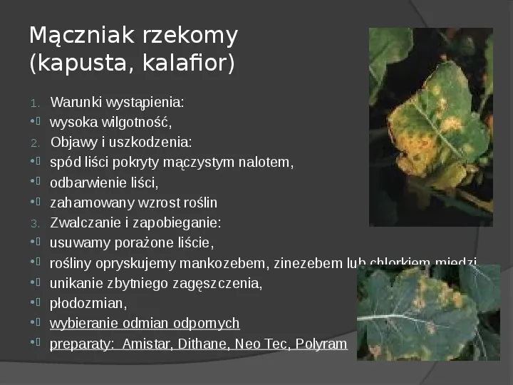 Choroby roślin warzywnych - Slide 22