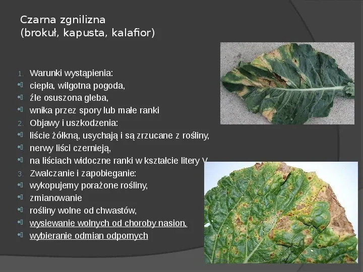 Choroby roślin warzywnych - Slide 30