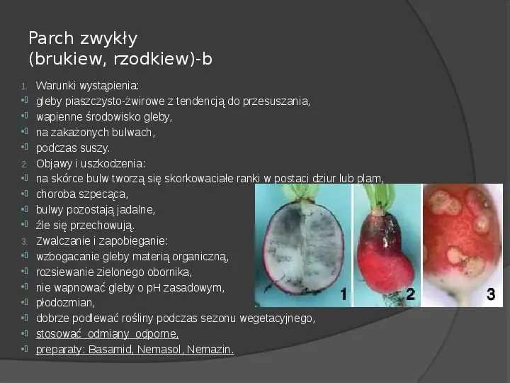 Choroby roślin warzywnych - Slide 33